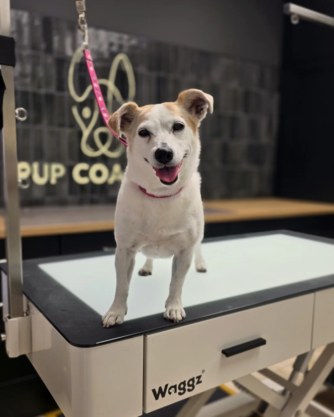 Pup Coature grooming gallery