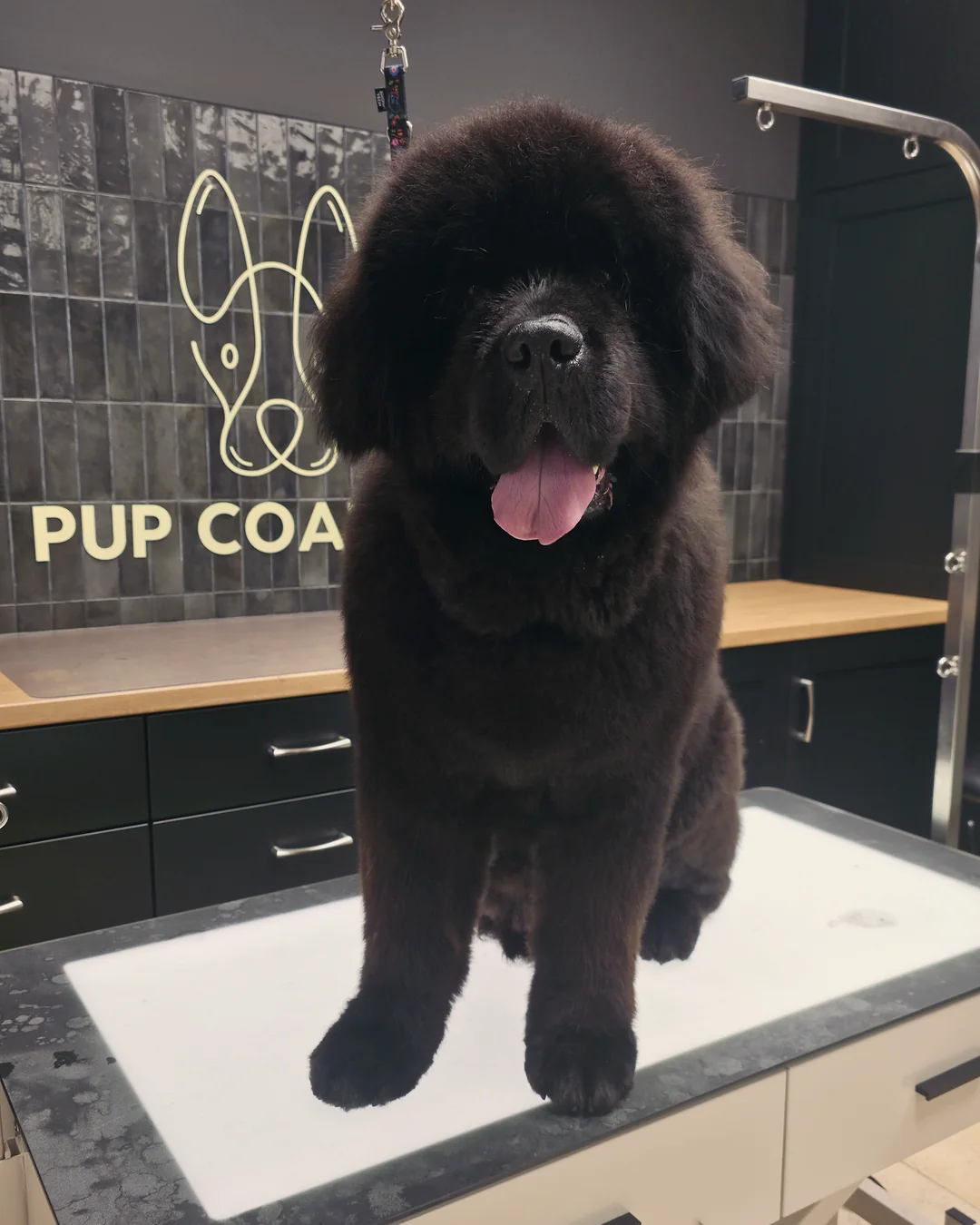 Pup Coature grooming gallery