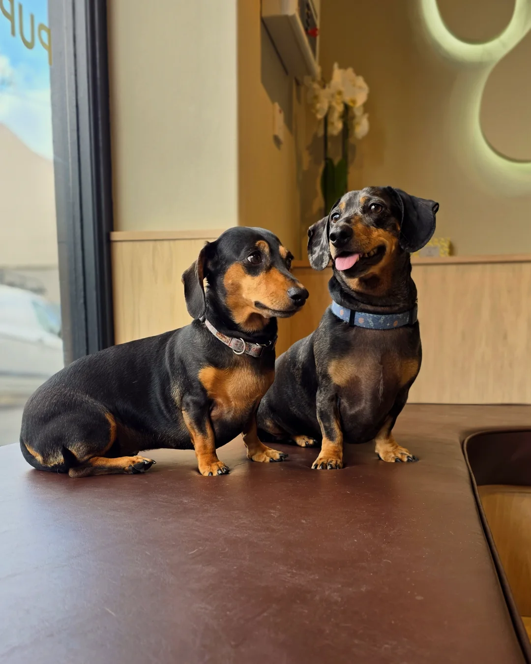 Pup Coature grooming gallery