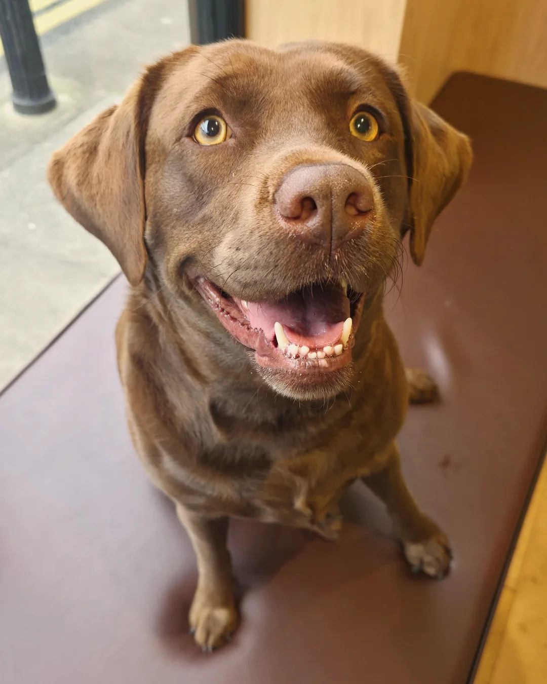 Pup Coature grooming gallery