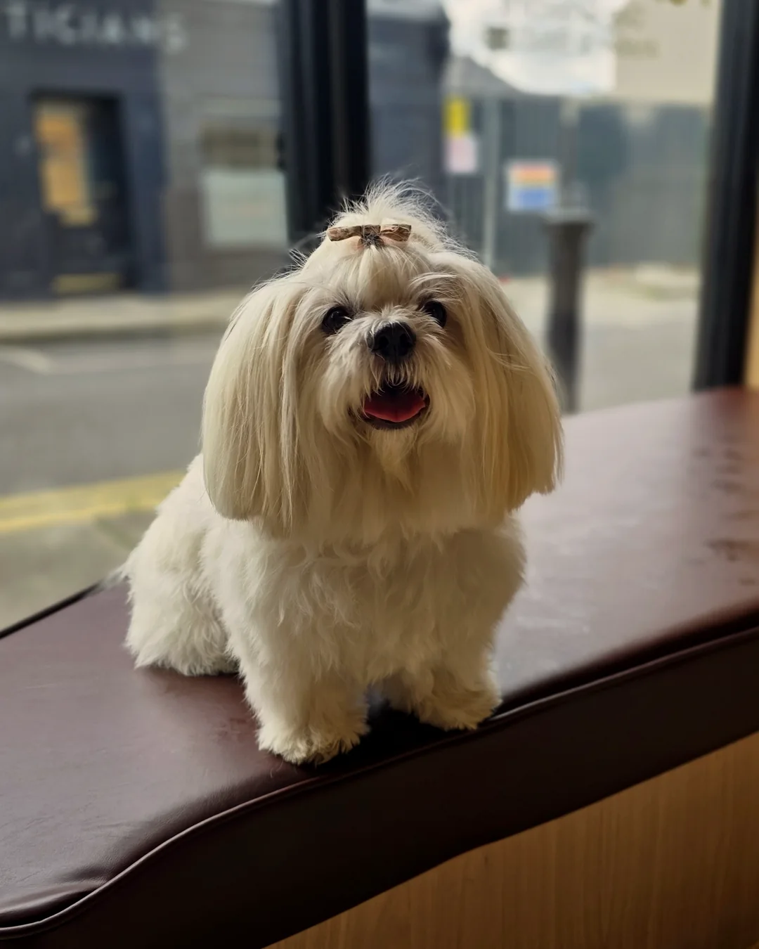 Pup Coature grooming gallery