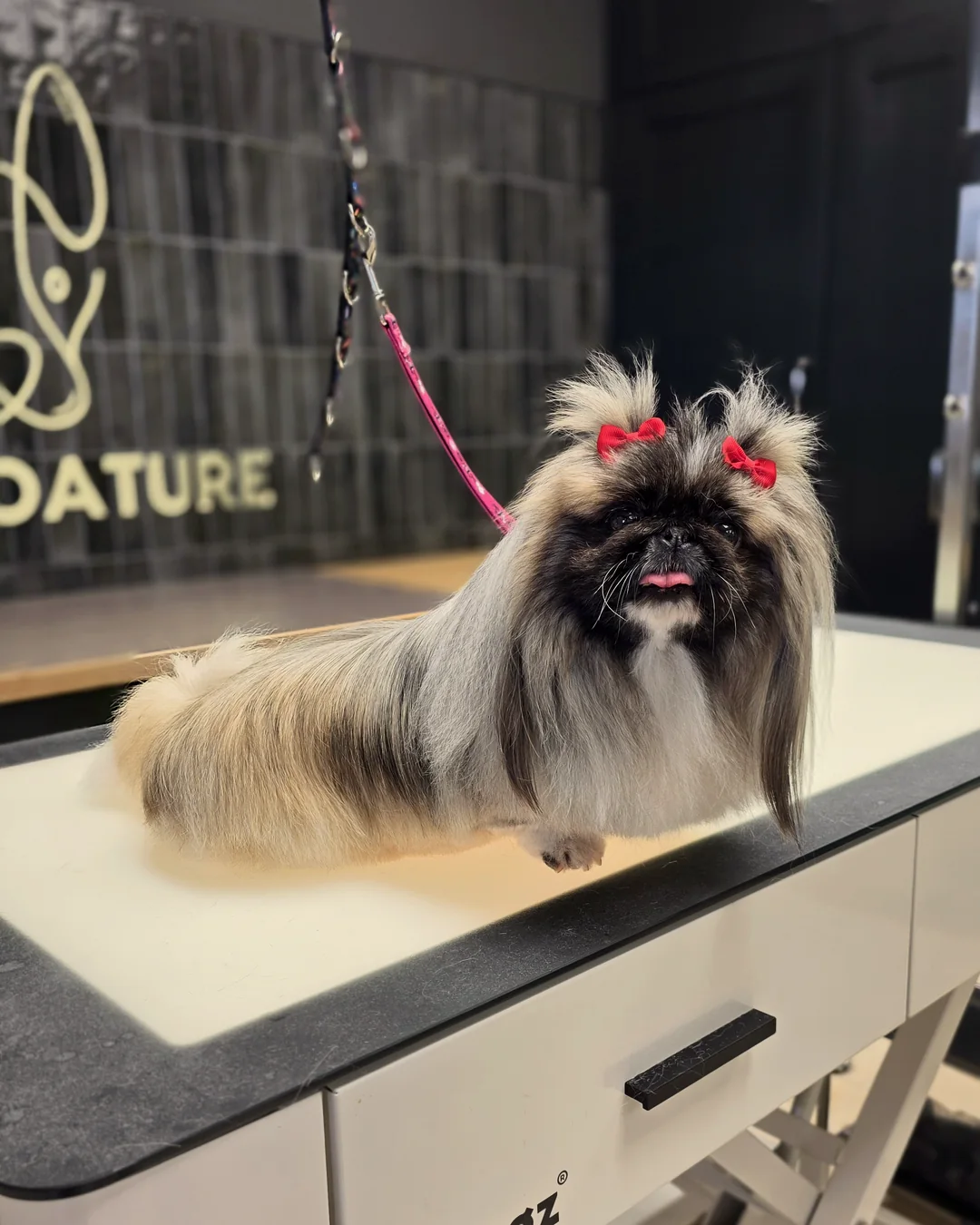 Pup Coature grooming gallery
