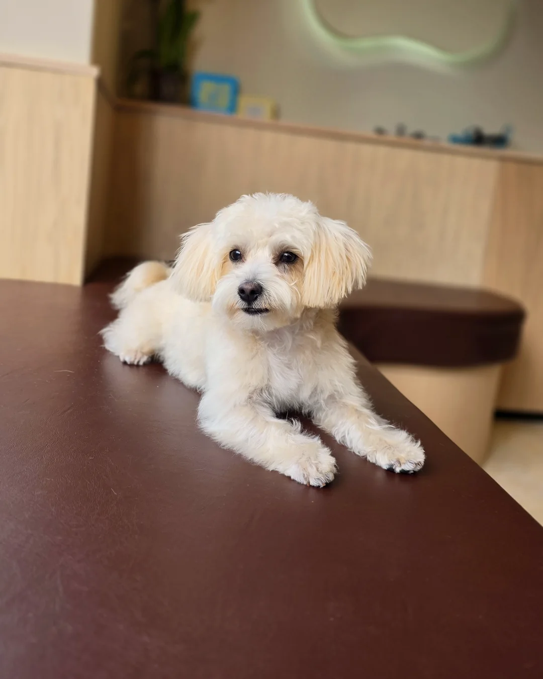 Pup Coature grooming gallery
