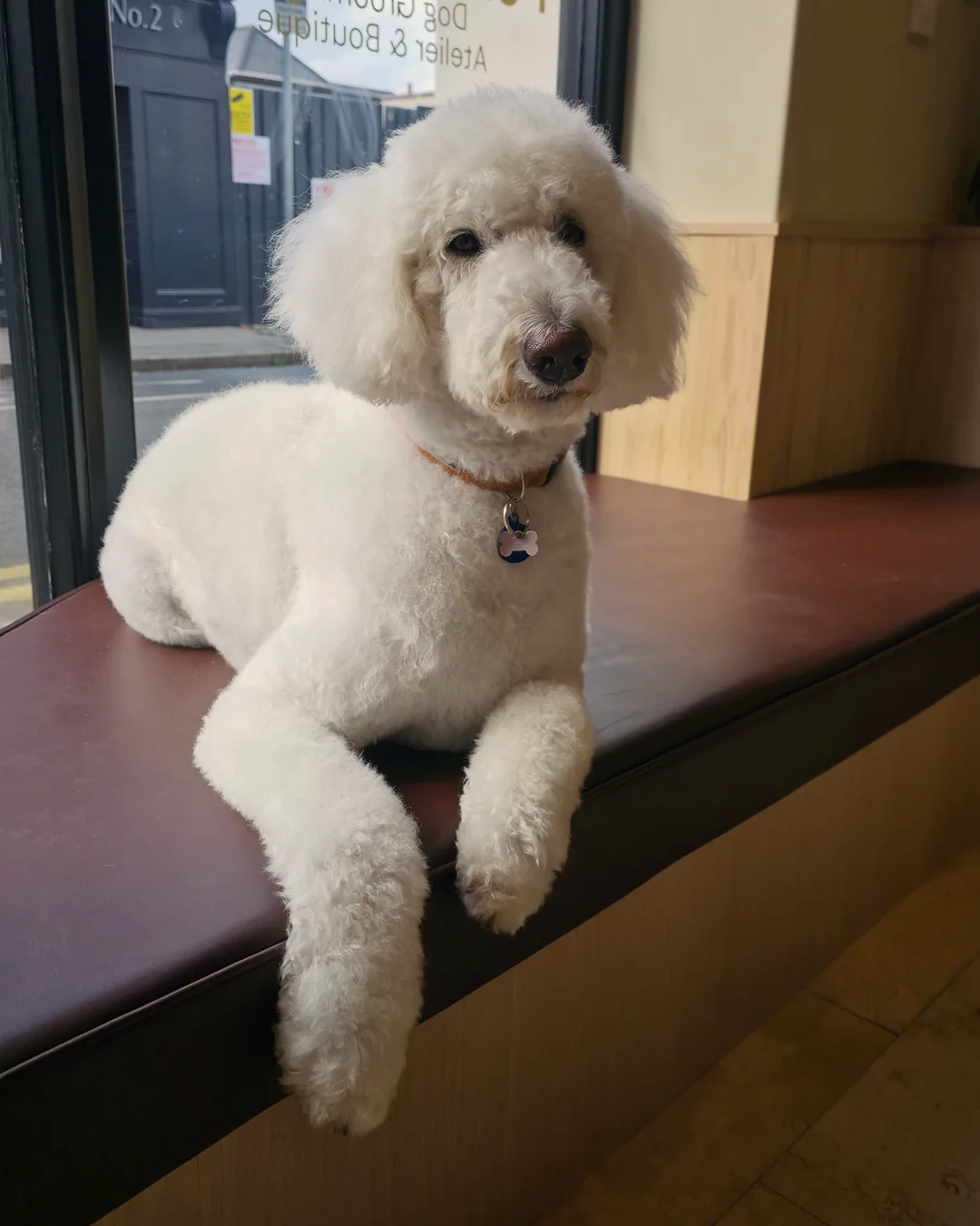 Pup Coature grooming gallery