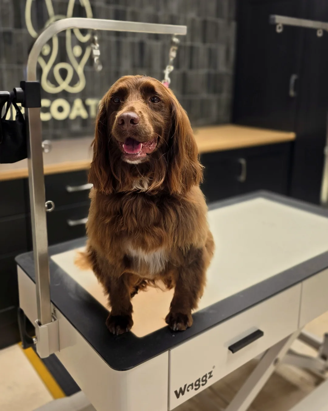 Pup Coature grooming gallery