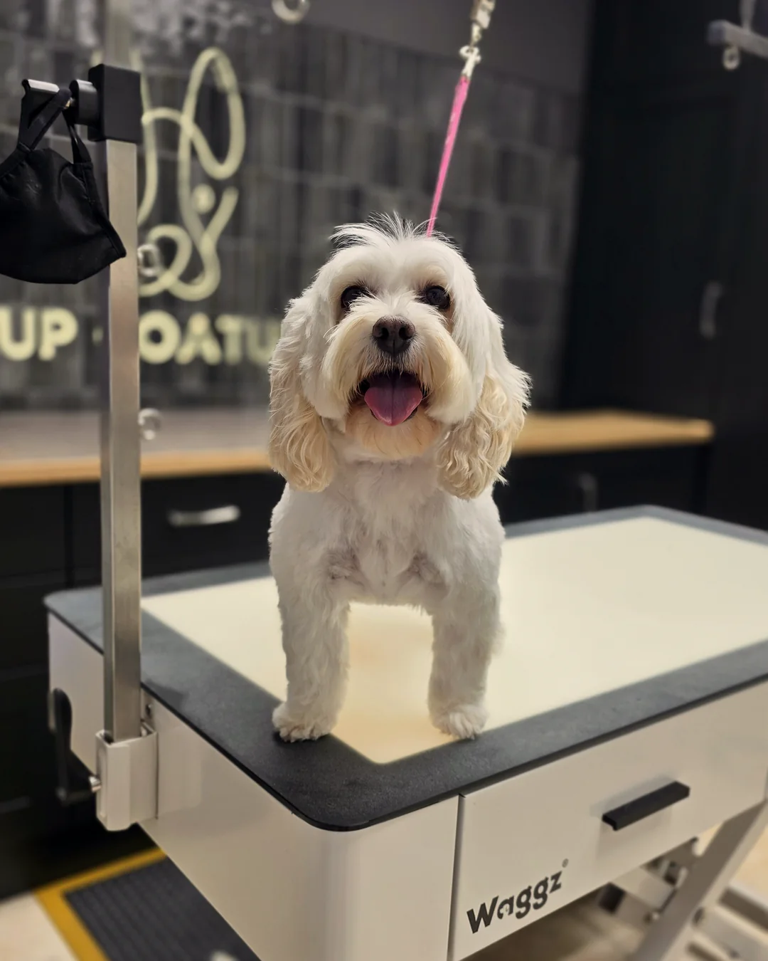 Pup Coature grooming gallery