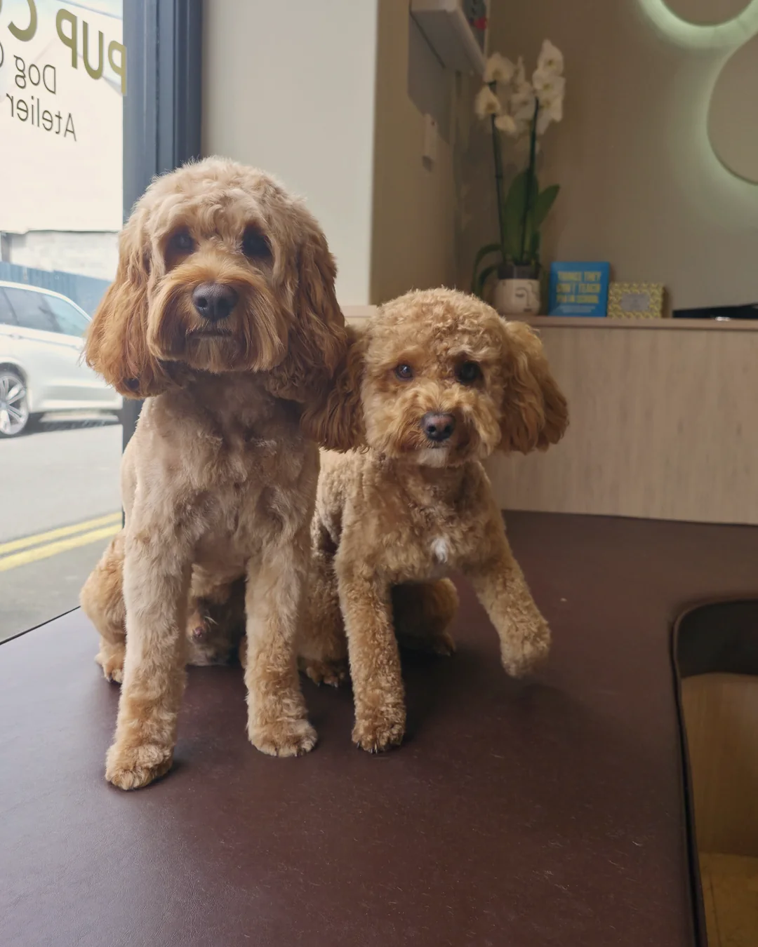 Pup Coature grooming gallery