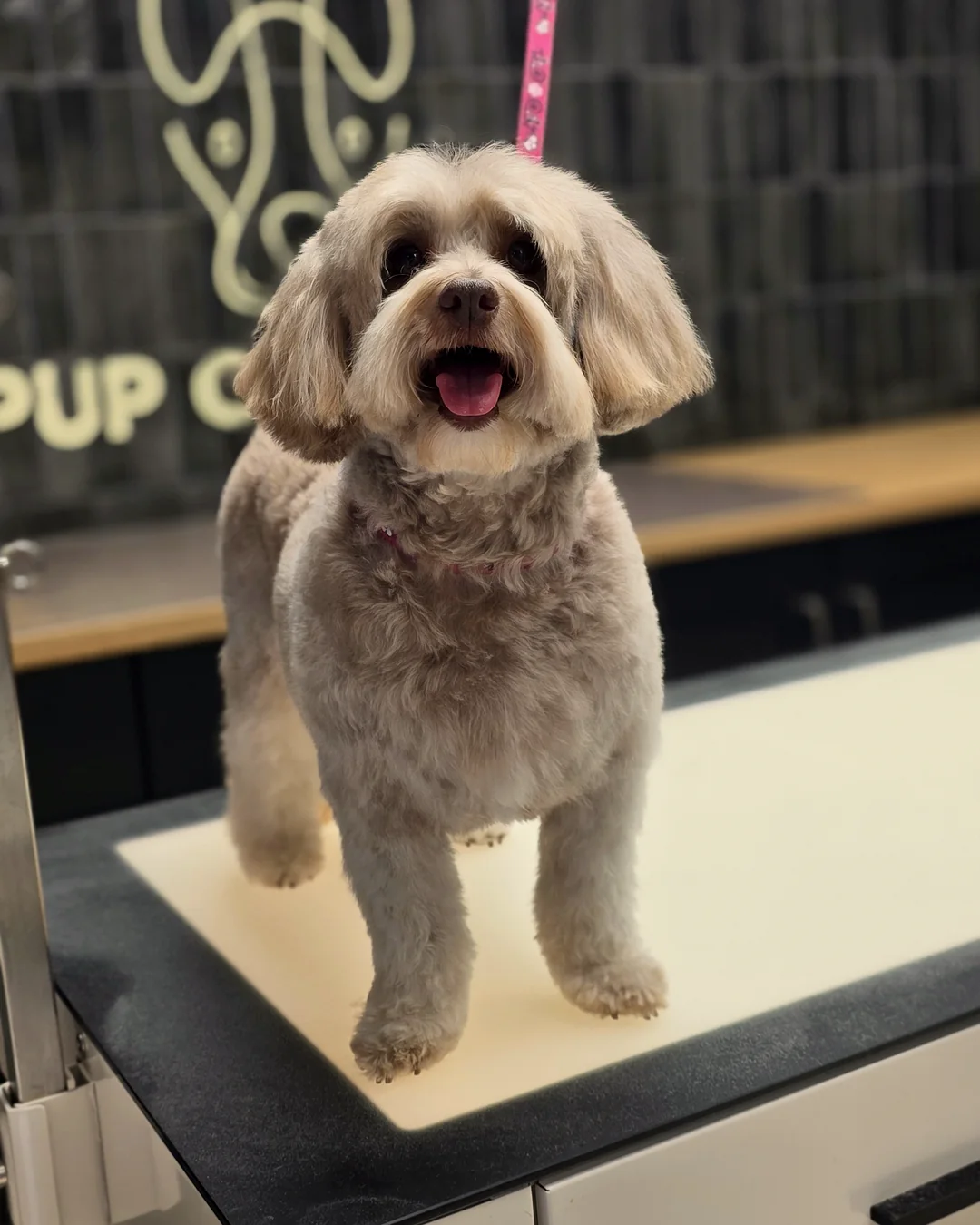 Pup Coature grooming gallery