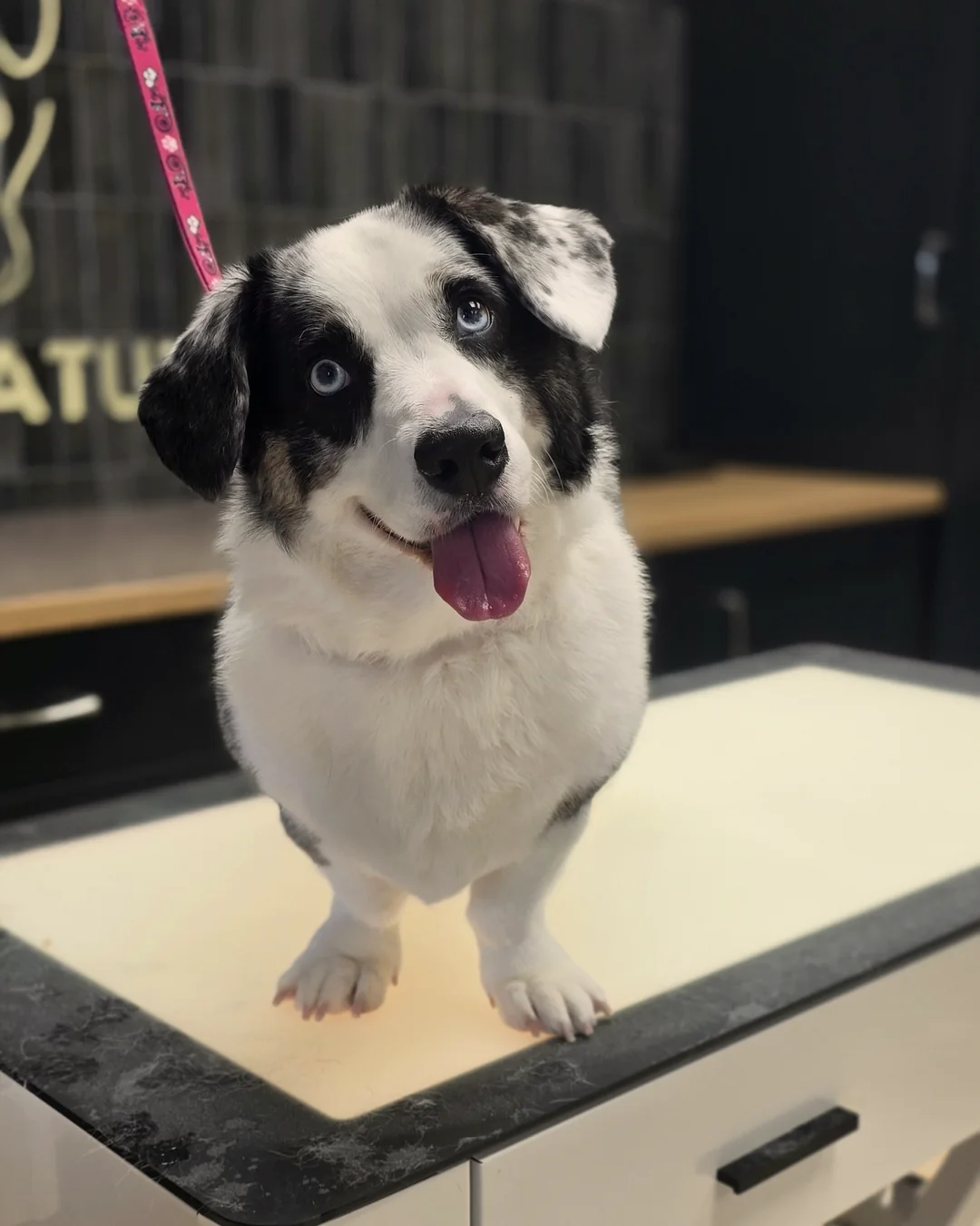 Pup Coature grooming gallery