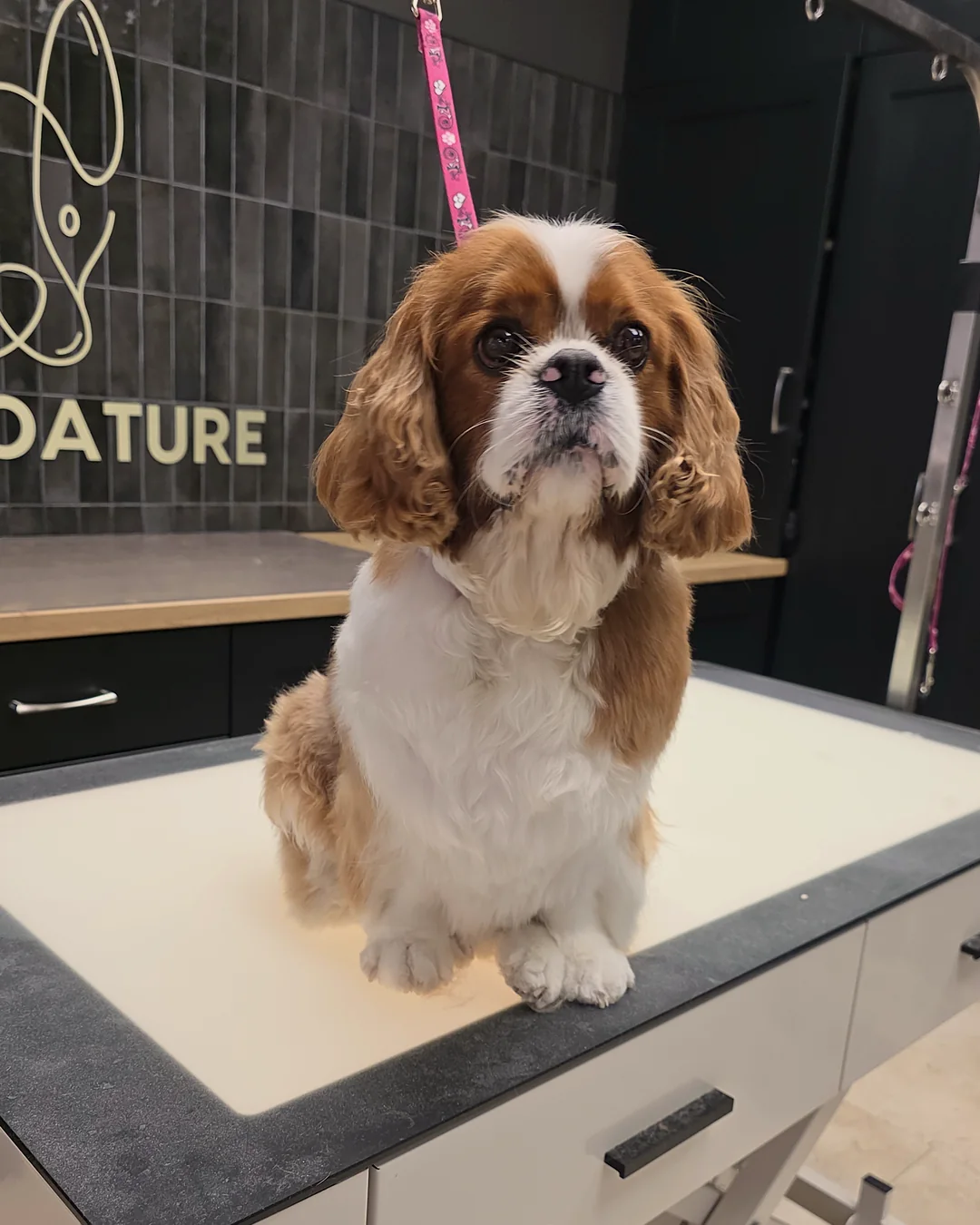 Pup Coature grooming gallery
