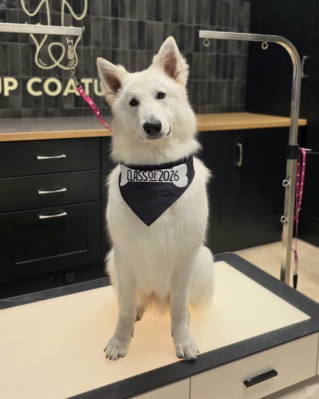 Pup Coature grooming gallery