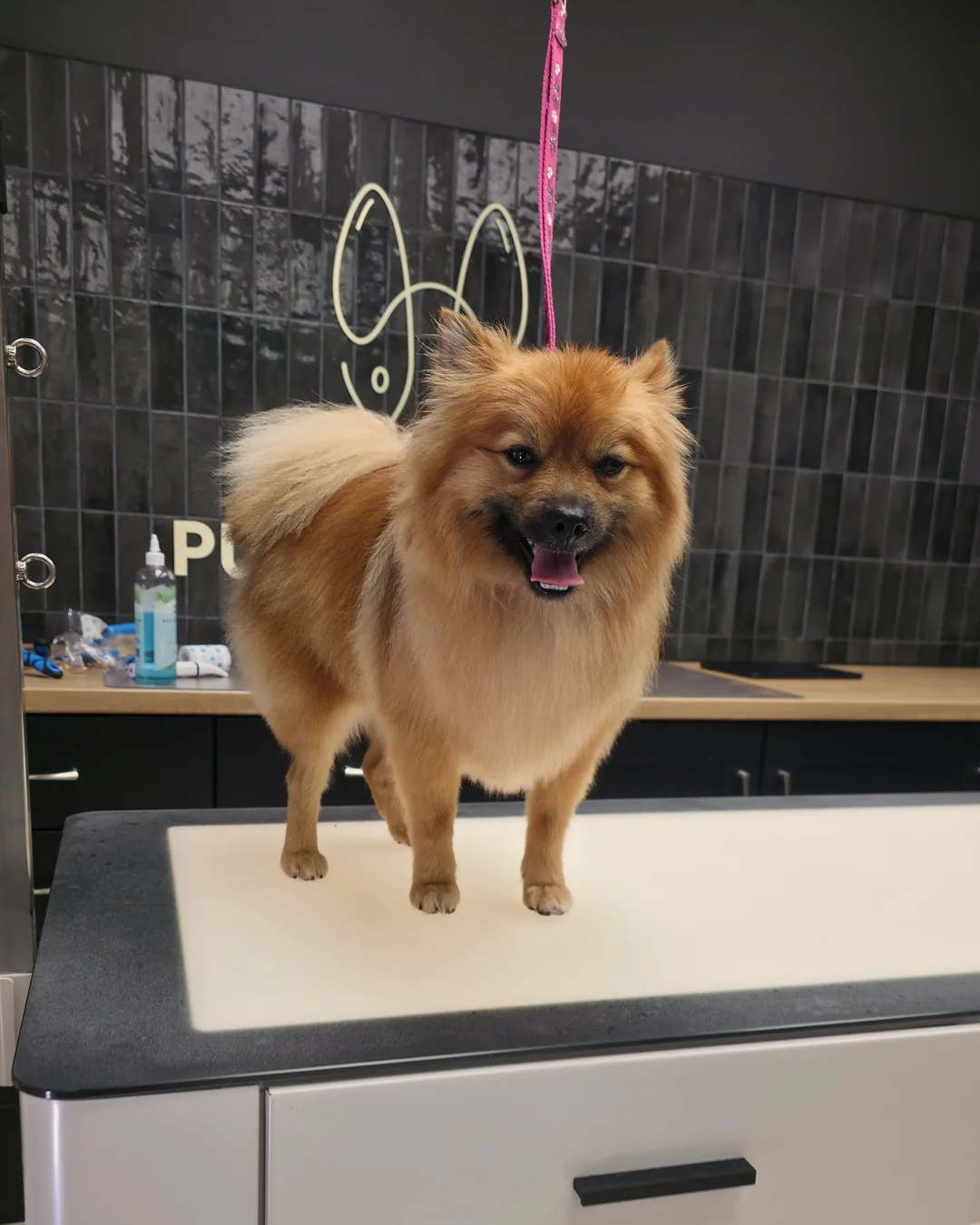 Pup Coature grooming gallery