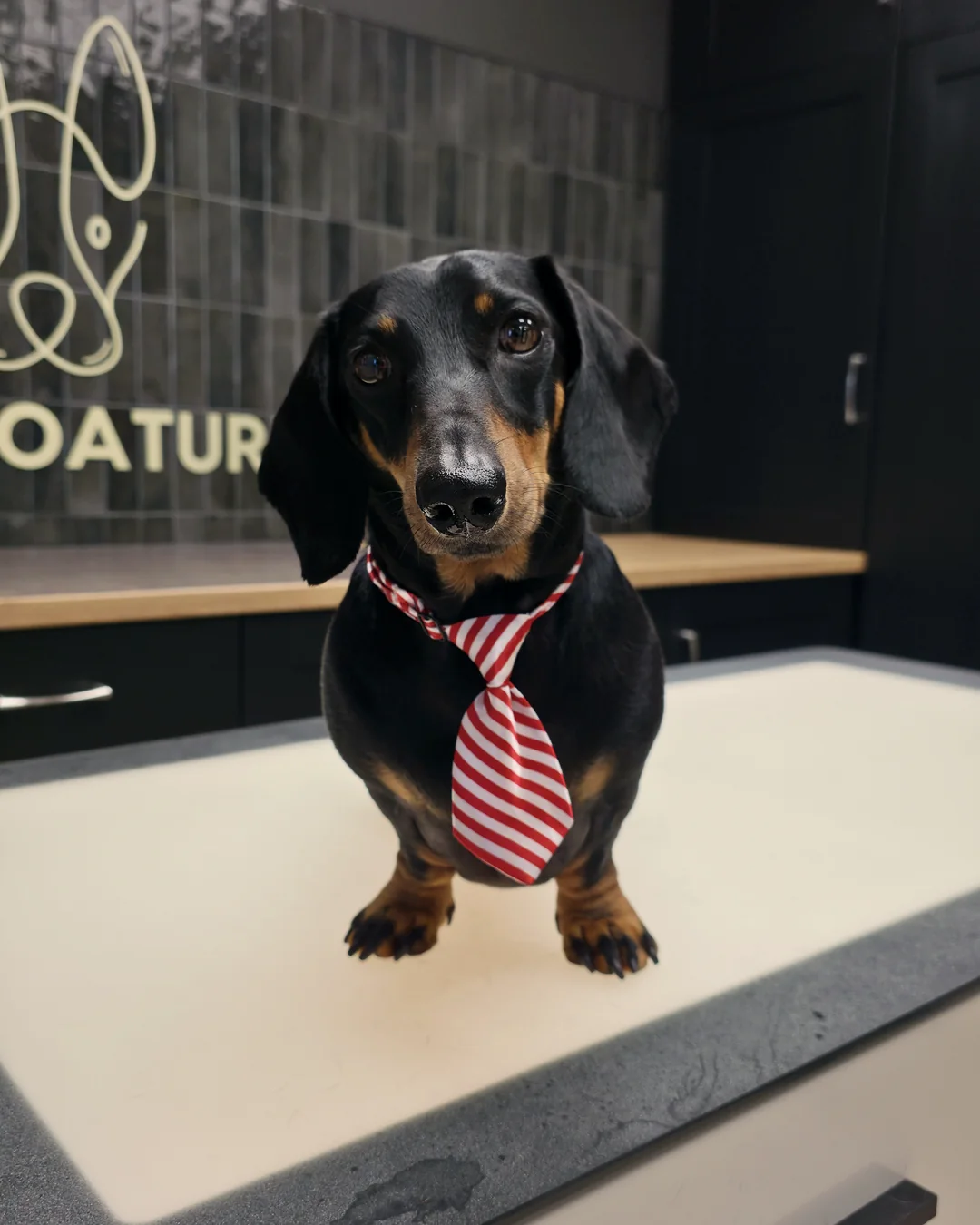 Pup Coature grooming gallery