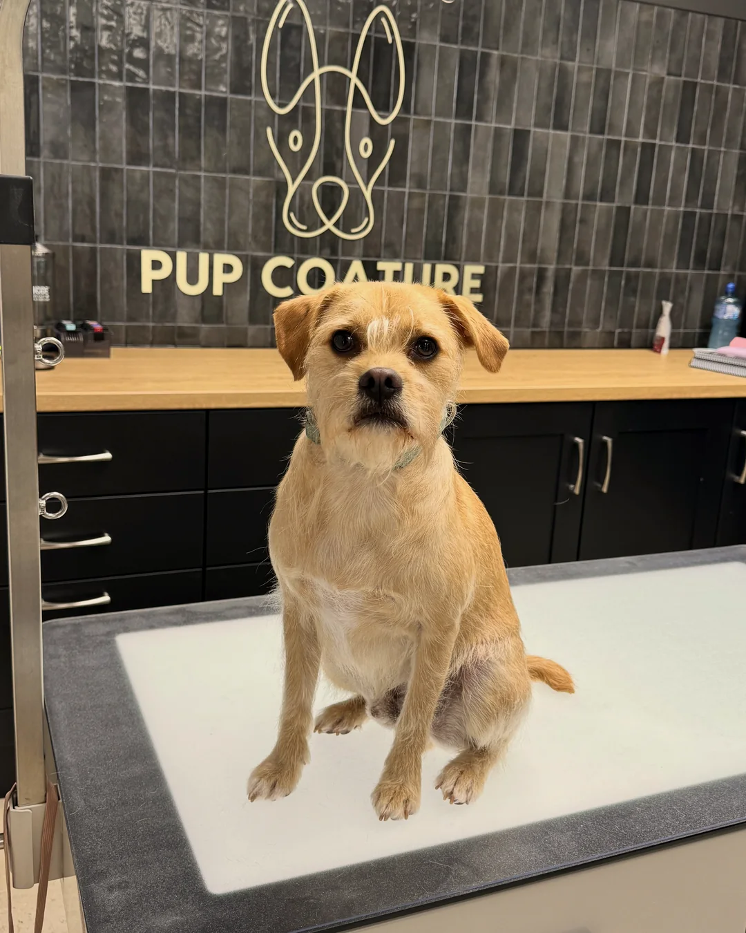 Pup Coature grooming gallery