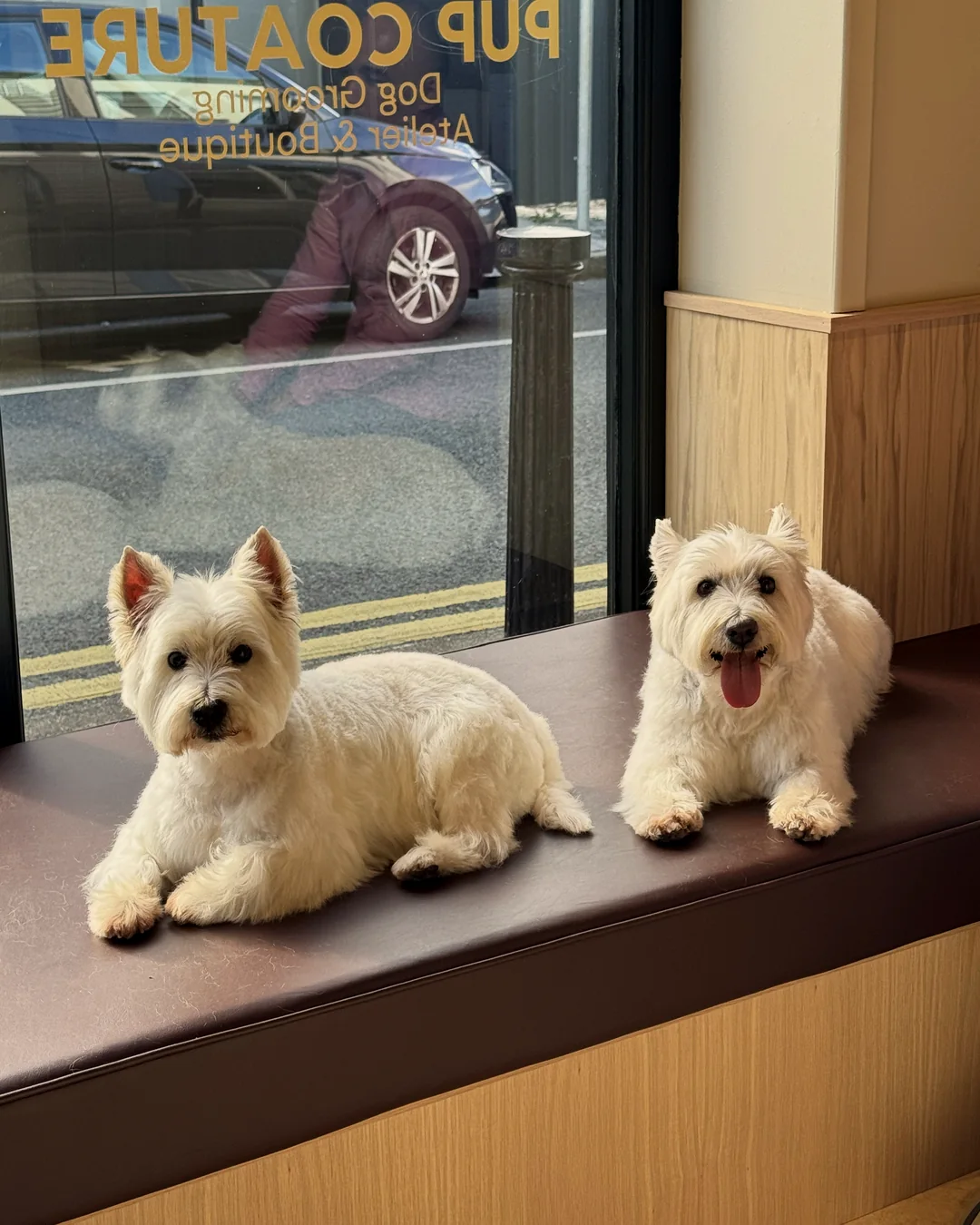 Pup Coature grooming gallery