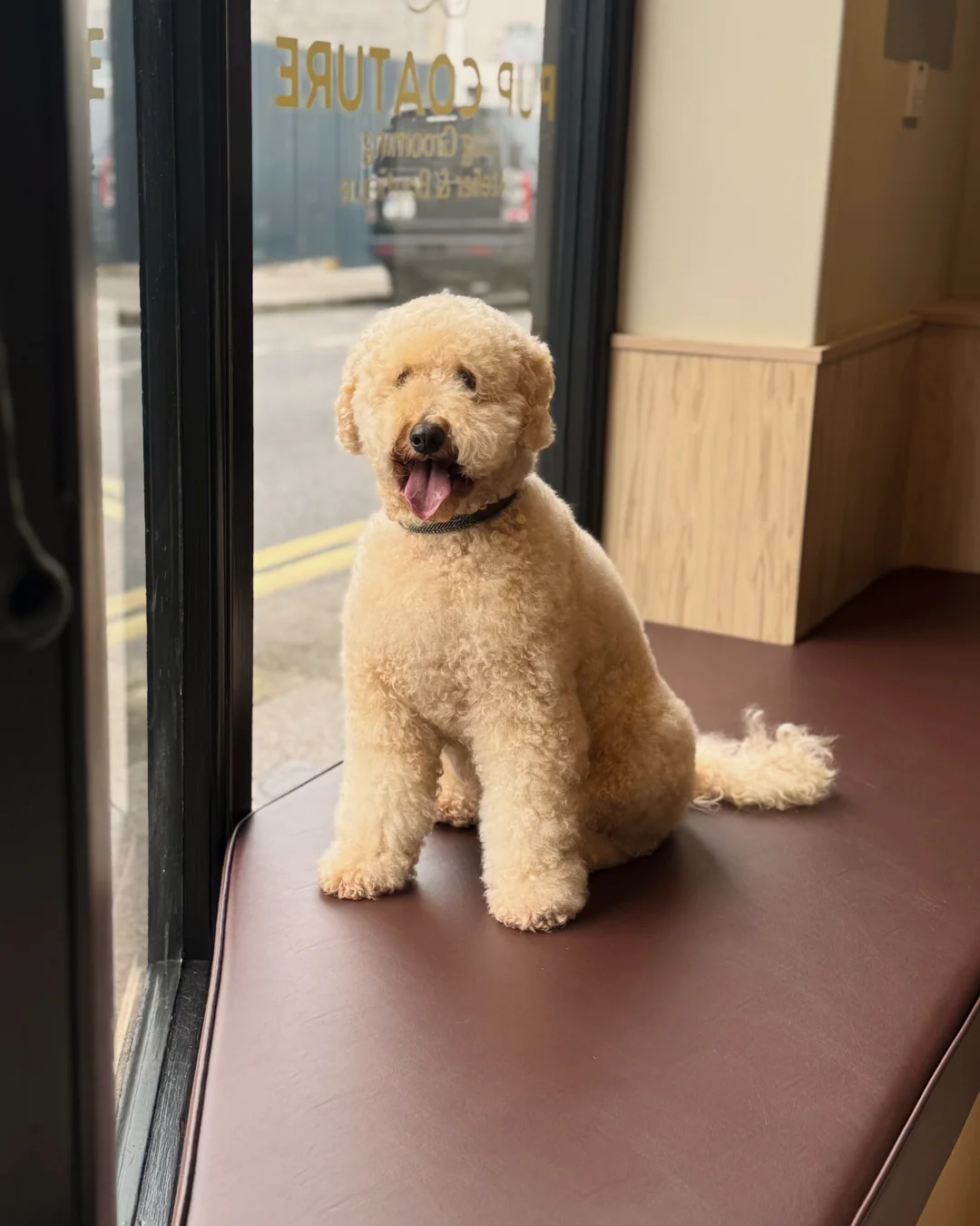 Pup Coature grooming gallery