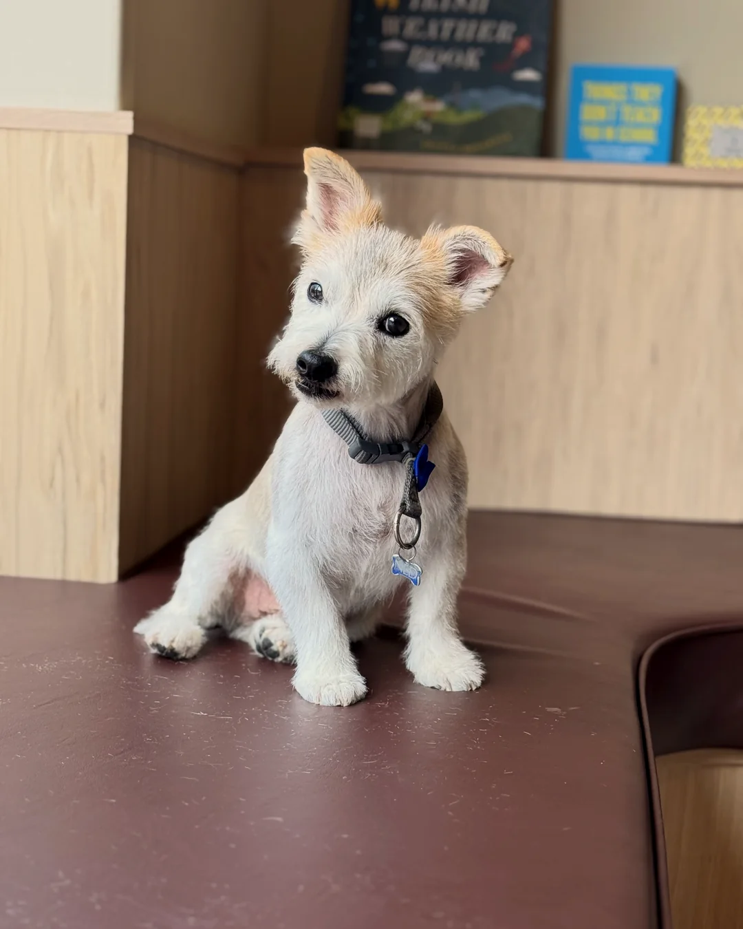 Pup Coature grooming gallery