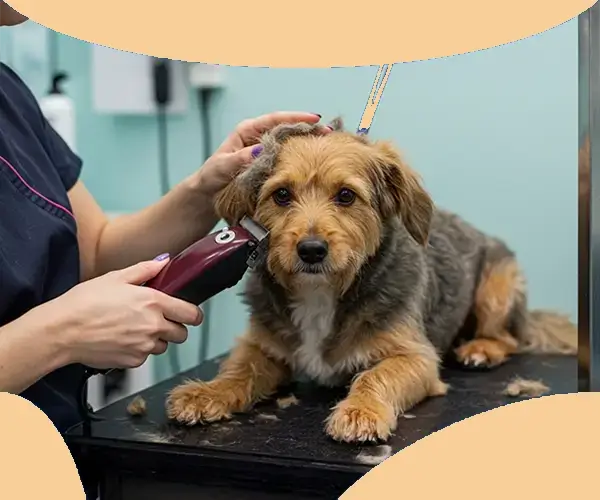 Close to Skin Haircut